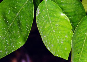 manganese citrus deficiency disease plant symptoms diseases pest pests light green store