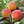 Peach Trees