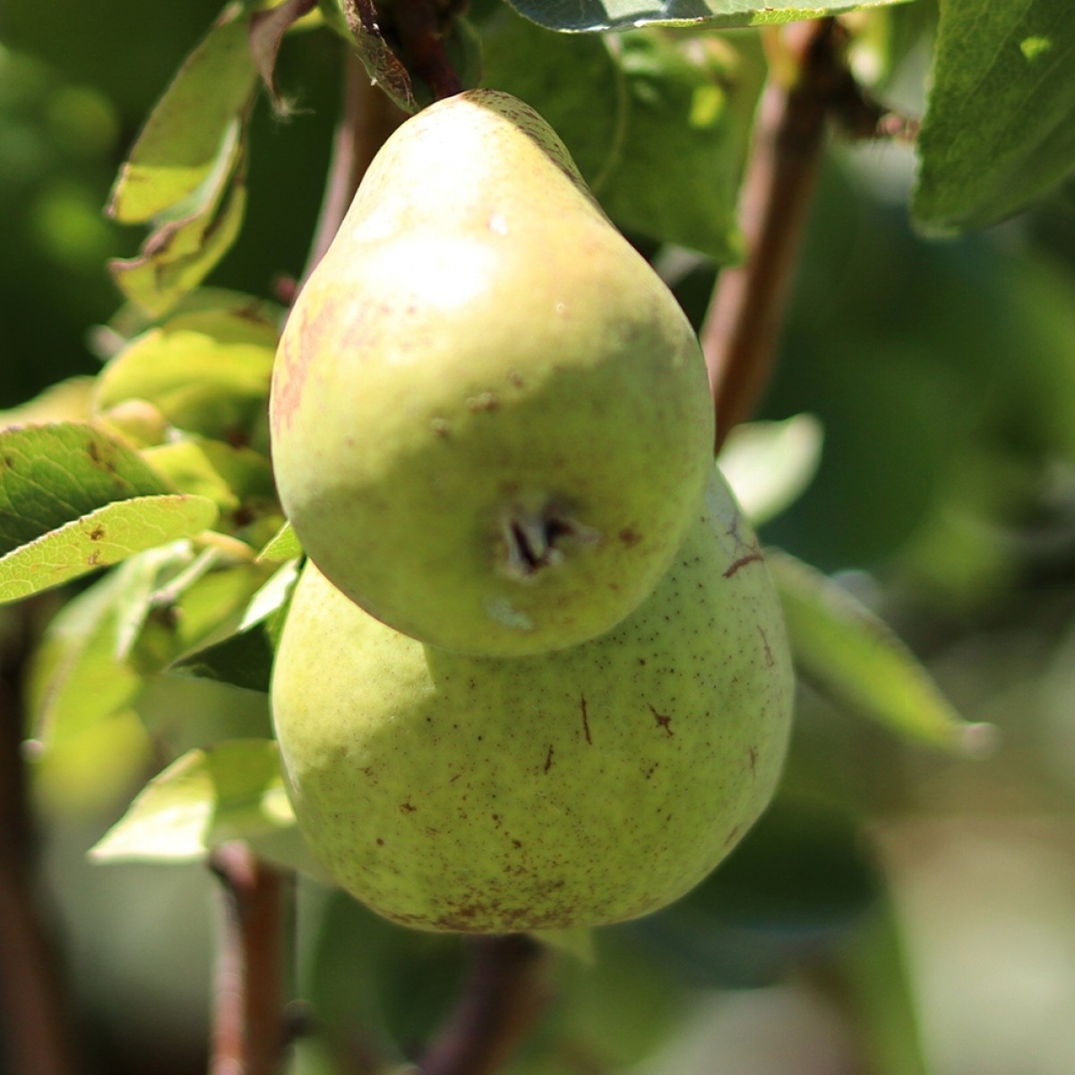 bartlett pear tree leaves