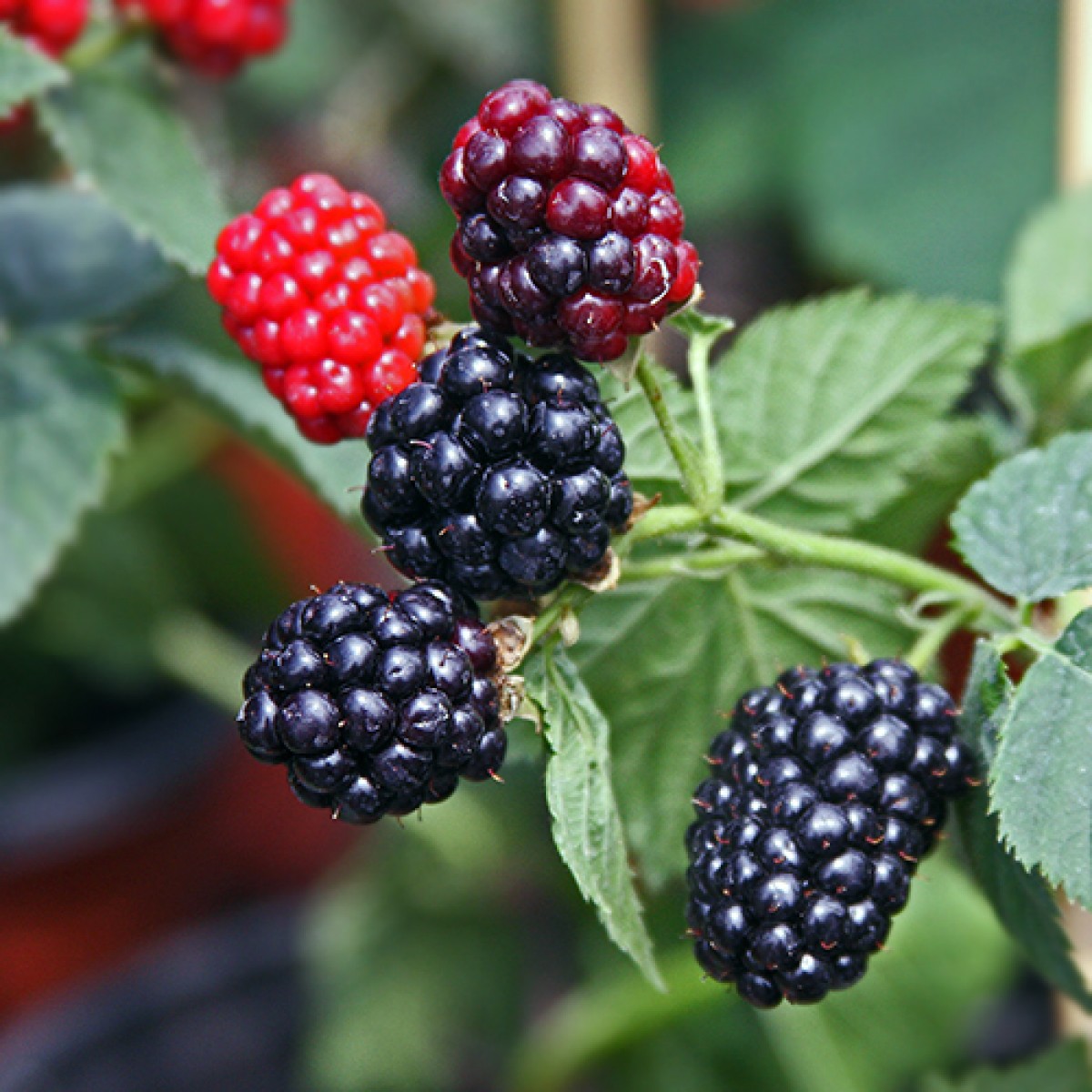 Thornless Blackberry Plant, 3 Gallon, 3-4 Feet Tall