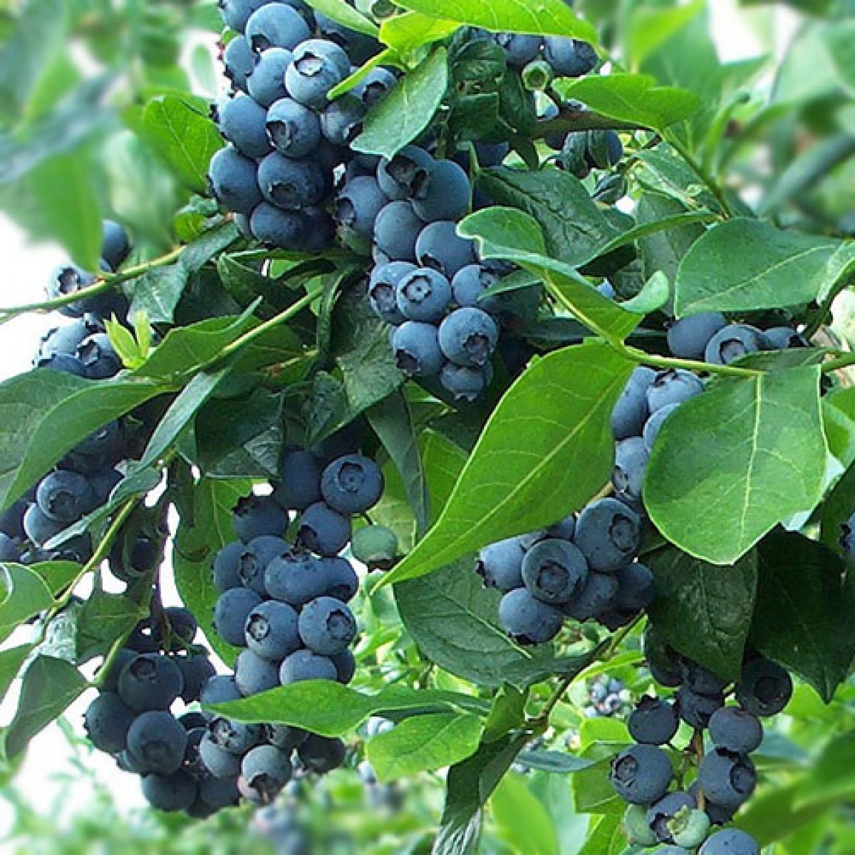 Blueberry plant leaves Idea