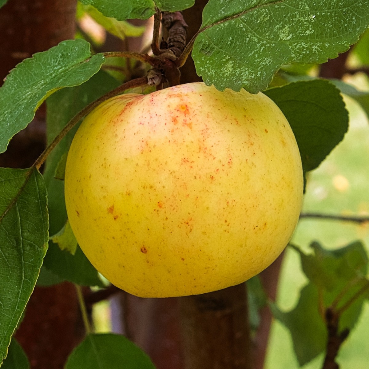 Apple Trees - Dorsett Gold