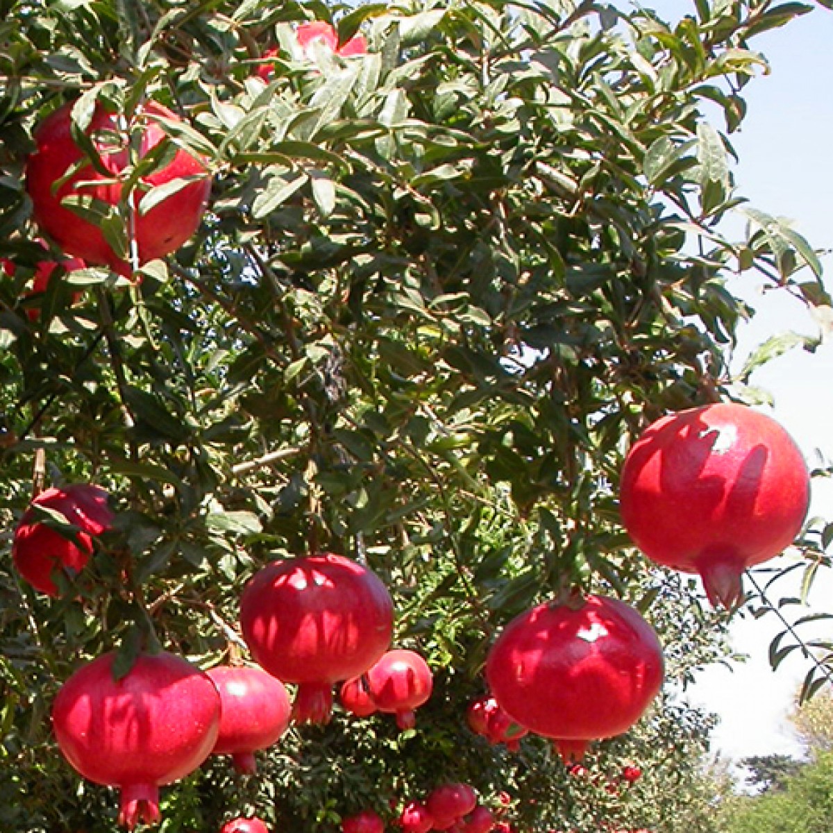 Fruit Tree Air Layered Plant Pomegranate 9EzTropical 3 Tall Wonderful 