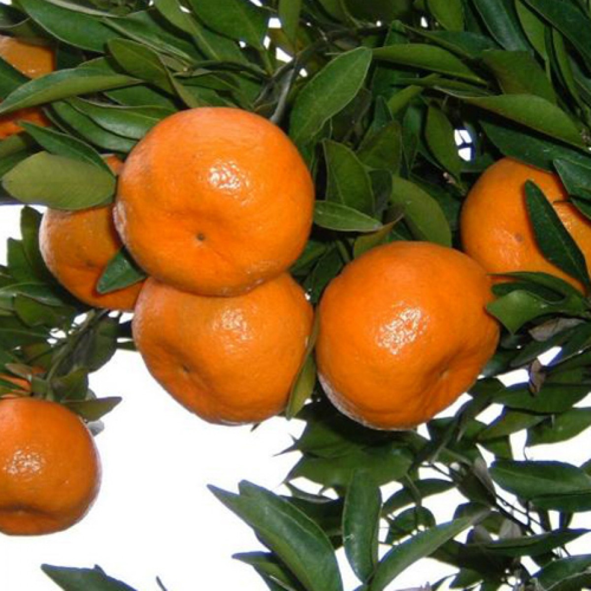 sweet tangerine fruit