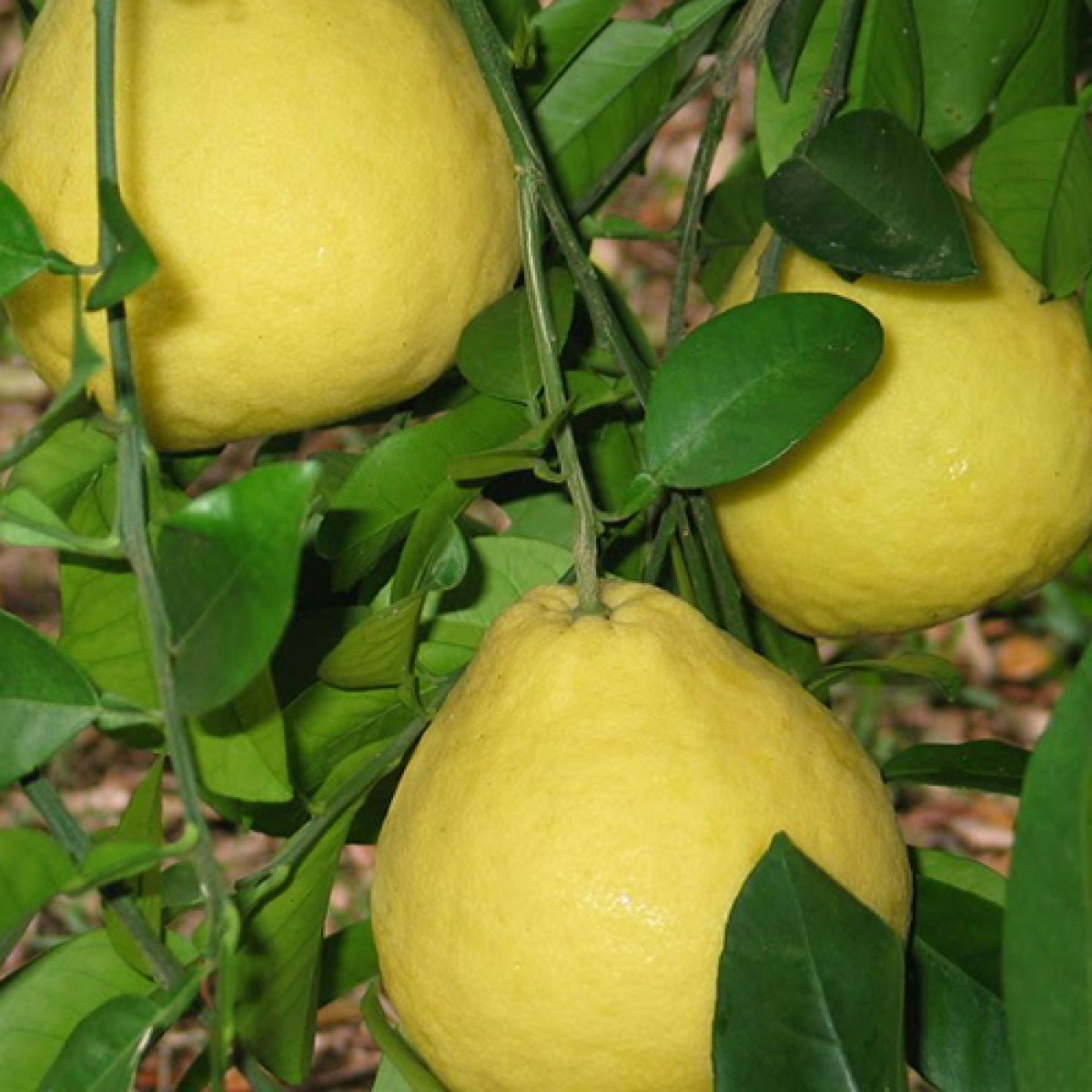 1-2 Year Old (1-2 Ft) Sanbokan Sweet Lemon Tree