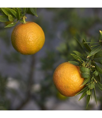 Chinotto Sour Orange Tree