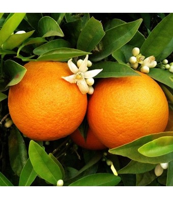Glen Navel Orange Tree