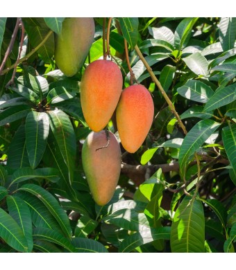 Mahachanok Mango