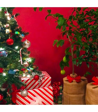 Meyer Lemon Gift Wrapped Tree