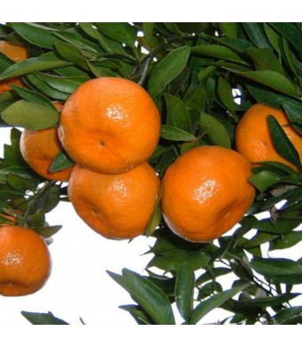 Ponkan Tangerine Tree