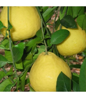 Sanbokan Sweet Lemon Tree