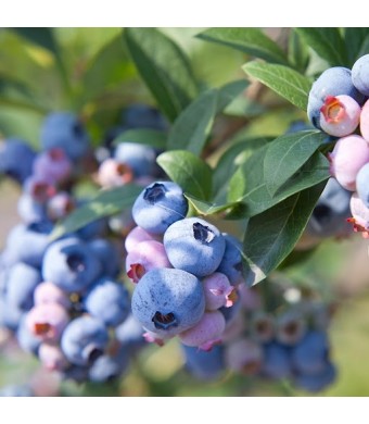 Tifblue Blueberry Plant