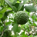 2-3 Year Old (Approx. 2-3 Ft) Kaffir Lime Tree