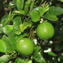 Key Lime Tree, Height 3.5-5Ft., Potted