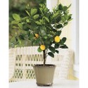 Improved Meyer Lemon Tree (Approx. 2 Ft), Potted, 3 Year Warranty
