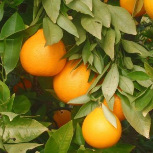 Amber Sweet Orange Tree