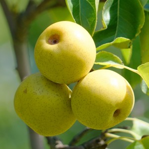 Asian Pear Tree