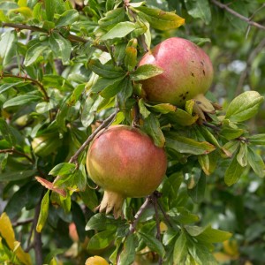 Azadi Pomegranate
