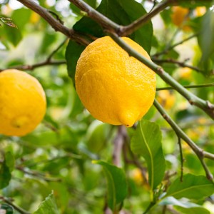 Bearrs Lemon Tree