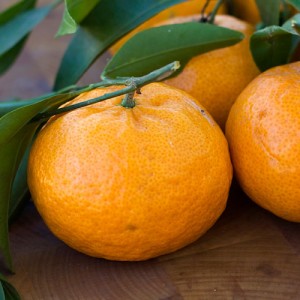 Brown Select Satsuma Orange Tree