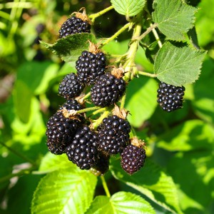 Chester Blackberry Plant