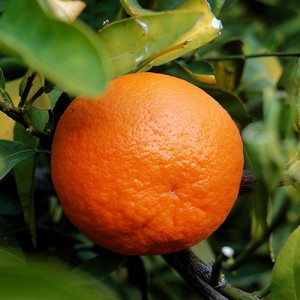Dancy Tangerine Tree