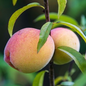 Georgia Bell Peach Tree