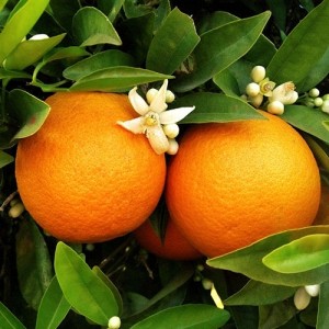 Glen Navel Orange Tree