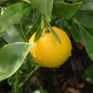 Lemonquat Tree