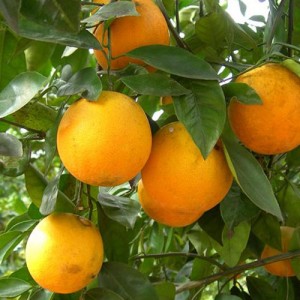 Louisiana Sweet Orange Tree