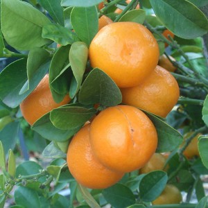 Meiwa Kumquat Tree