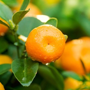 Murcott Orange Tree