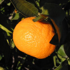 Owari Satsuma Orange Tree