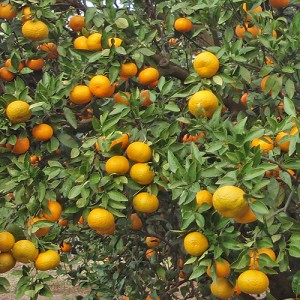 Saint Anne Satsuma Orange Tree