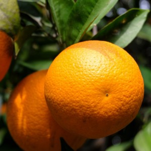 Temple Orange