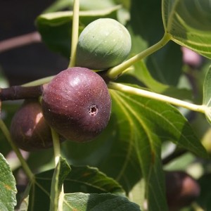Texas Everbearing Fig