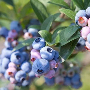 Tifblue Blueberry Plant