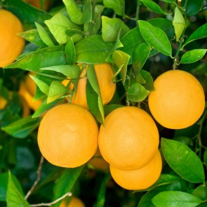 Vernia Sweet Orange