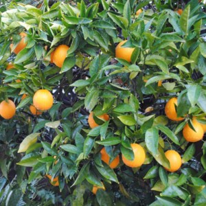 Washington Navel Orange Tree