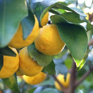 Yuzu Lemon Tree