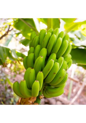 Gran Naim Banana Tree