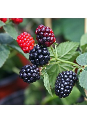 Nachez Thornless Blackberry Plant