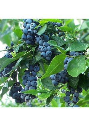 Blueberry (Brightwell Rabbiteye) Plant