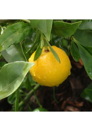 Lemonquat Tree
