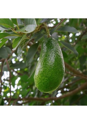 Mexicola Avocado