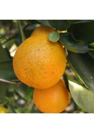 Orangequat Tree