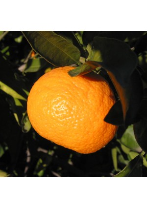 Owari Satsuma Orange Tree