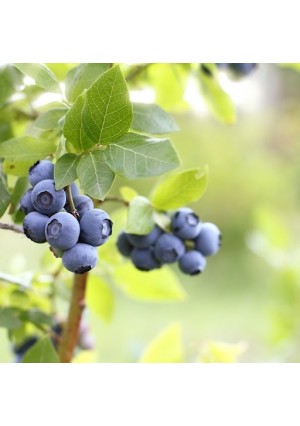 Premier Blueberry Plant