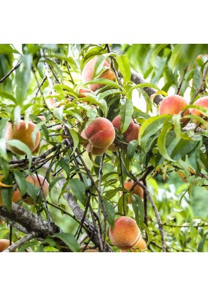 Sam Houston Peach Tree