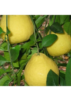 Sanbokan Sweet Lemon Tree